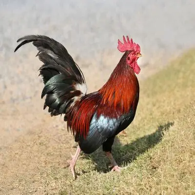 COUNTRY CHICKEN LIVE